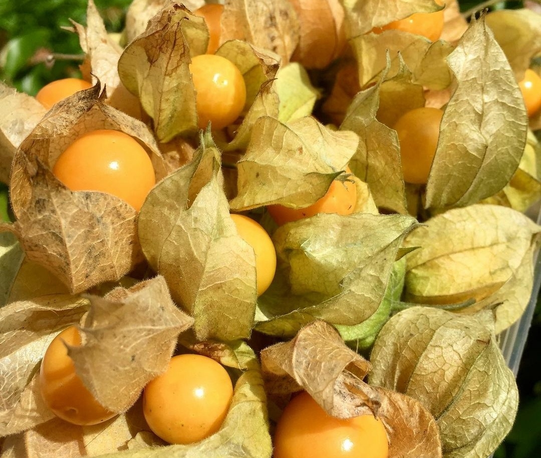 Berikut 10 Manfaat Buah Ciplukan, Salah Satunya Obat Kanker Payudara