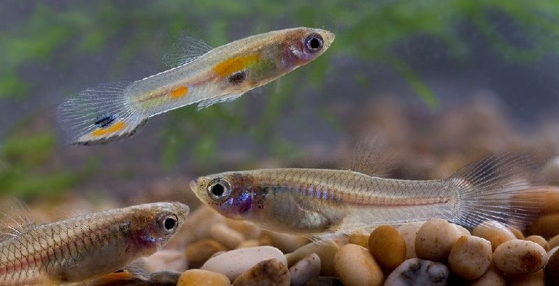 13 Jenis Ikan Pemakan Jentik Nyamuk untuk Bantu Cegah Demam Berdarah atau DBD, Simak Selengkapnya di Sini