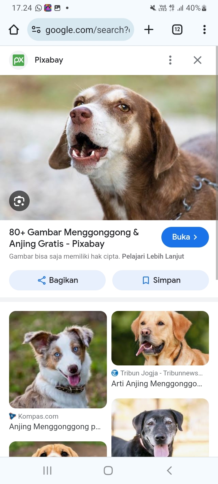 Bocah 7 Tahun Digigit Anjing saat Melongok Pagar Rumah di Kebayoran Baru Jaksel