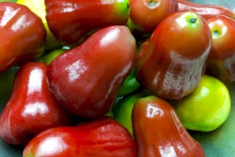 Rasanya Manis dan Segar, Jambu Air Citra Ternyata Mengandung Banyak Manfaat Bagi Kesehatan, Berikut 8 di Antaranya