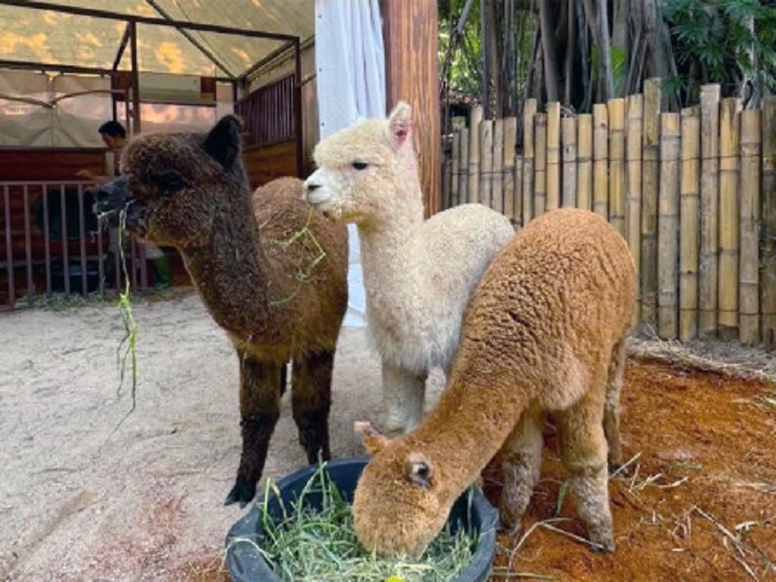 GEMES! Yuk Lihat Alpaka dan Walabi, Dua Satwa Baru di Samudra Ancol Jakarta Utara