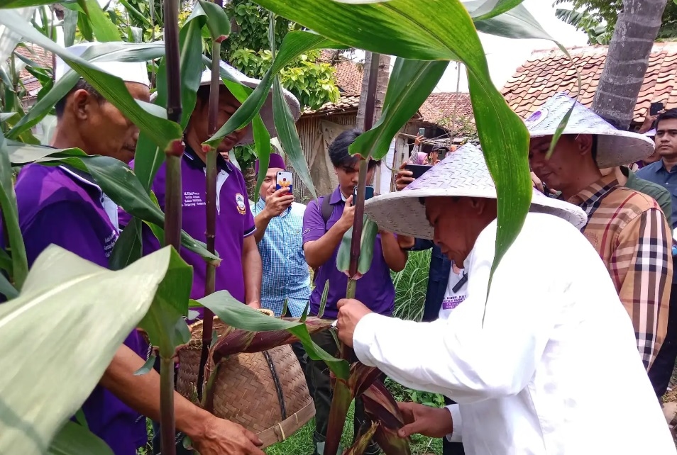 Panen Jagung Ungu di Kecamatan Sukamulya, Maesyal Rasyid Ajak Masyarakat Manfaatkan Lahan Kosong untuk Mendukung Program Ketahanan Pangan