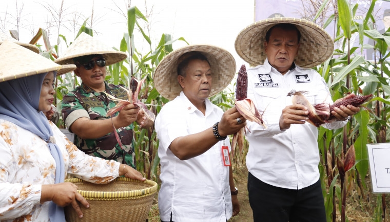 Panen Bersama Jagung Pulut di Kecamatan Sukamulya, Bupati Tangerang Dorong Petani Diversifikasi Pangan Lokal dengan Memberikan Bantuan Sarana Produksi
