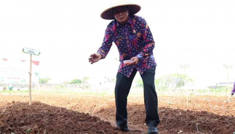Bupati Maesyal Tanam Jagung Hibrida di Kampung Batu Tunggul Sukatani, Bersamaan Presiden Prabowo Gelar Panen Raya Serentak Secara Virtual
