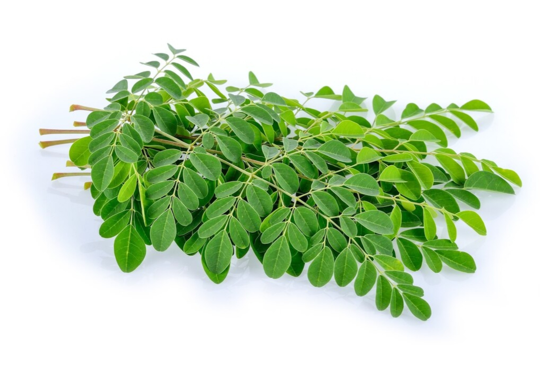 Daun Kelor, Si Daun Ajaib Penjaga Kesehatan Anak