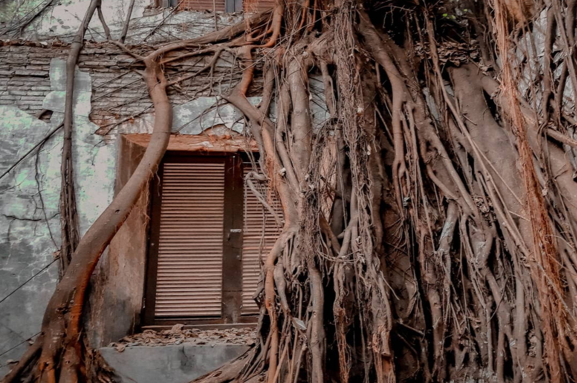 Rumah Akar Kota Tua: Spot Prewedding Unik Bernuansa Vintage yang Jadi Incaran Fotografer