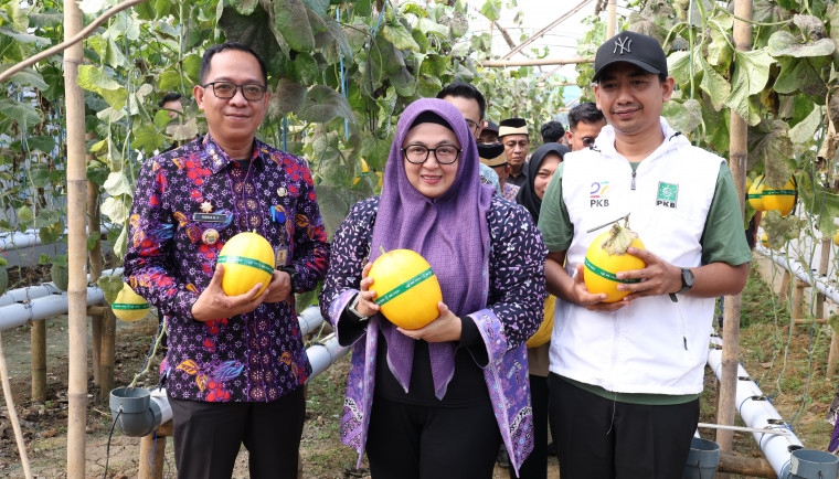 Panen Melon di Green House Anugerah Farm, Wabup Tangerang: Ini Langkah Nyata Mendukung Pertanian Modern dan Ramah Lingkungan