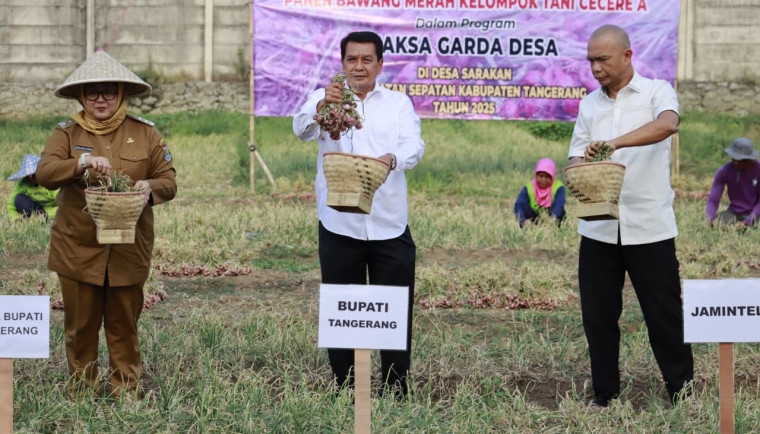 Bupati dan Wabup Tangerang Panen Raya Bawang Merah Hasil Program Jaksa Garda Desa di Sepatan, Bukti Pertanian Bisa Topang Kesejahteraan Rakyat