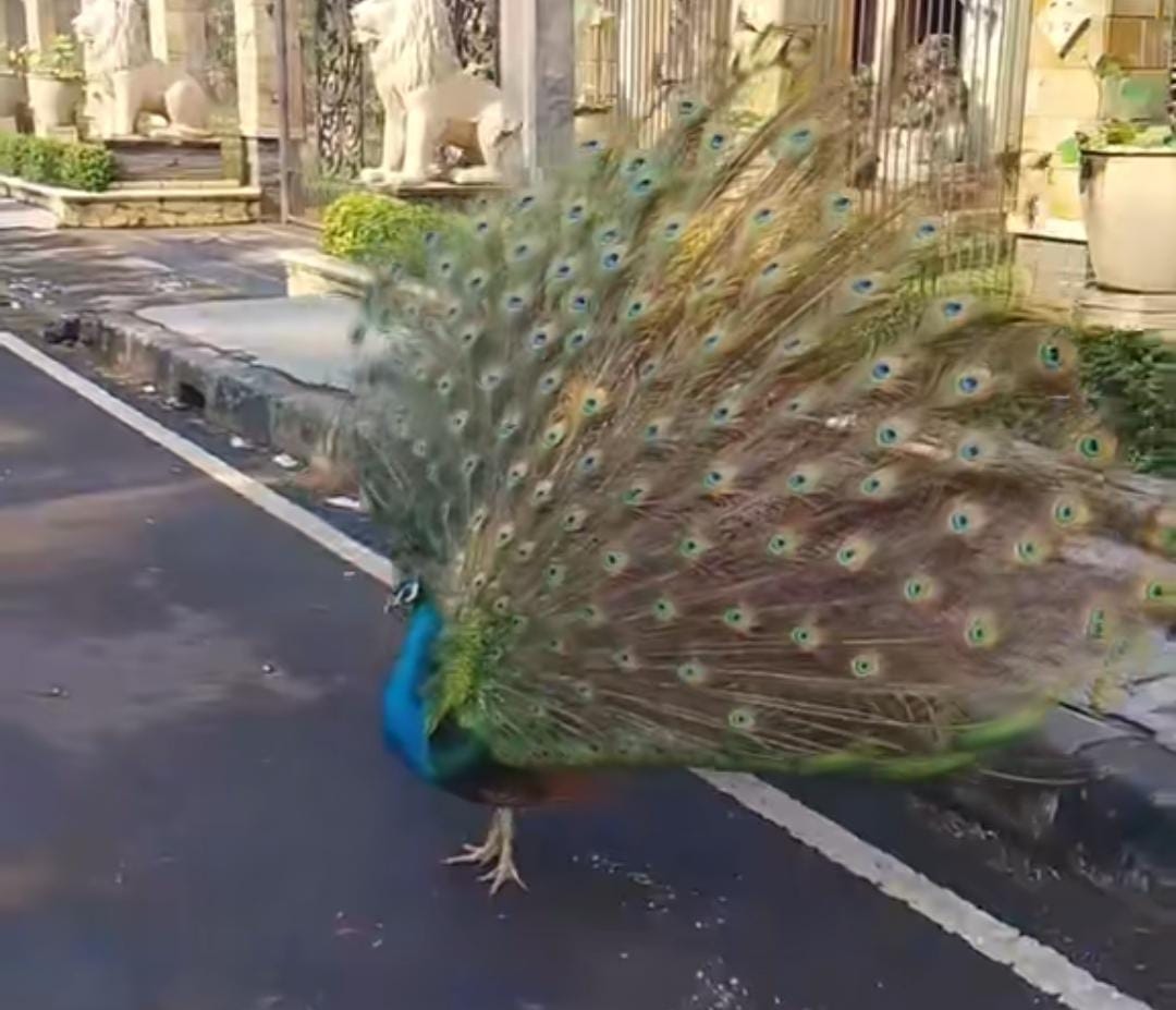 Viral! Burung Merak Milik Bamsoet Berkeliaran di Duren Sawit, Dinas KPKP: Harusnya Dikurung, Karena Bisa Sebarkan Penyakit
