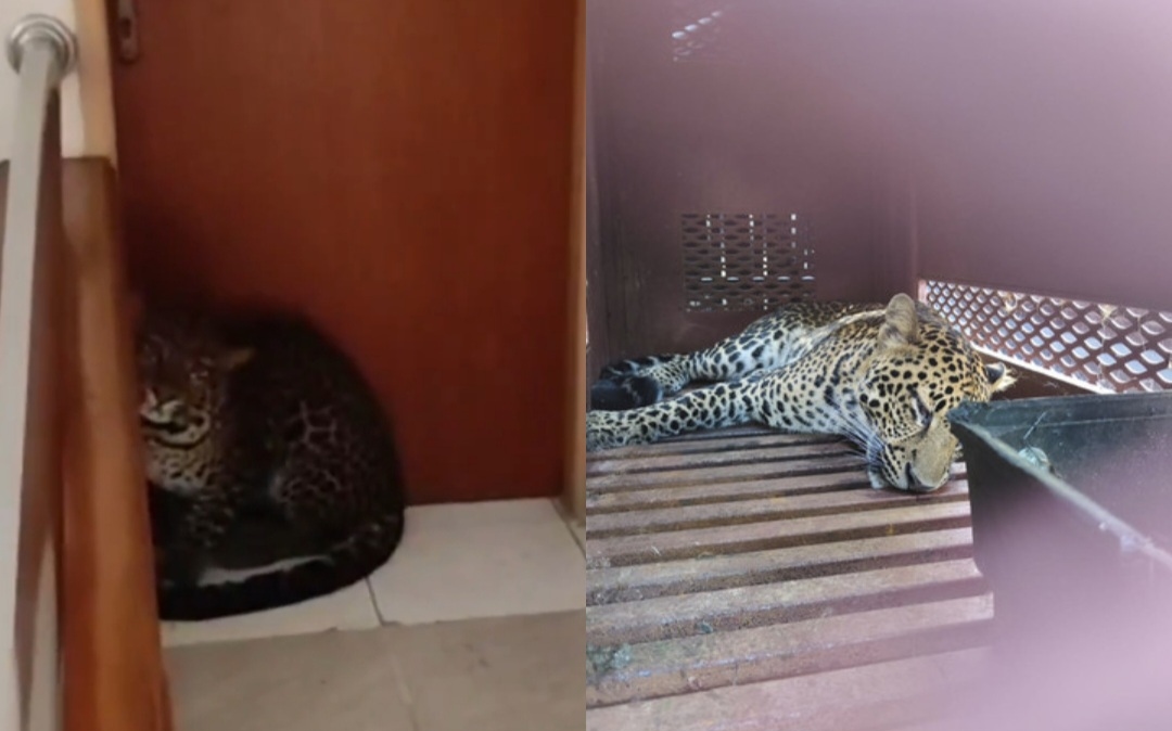 Heboh! Macan Tutul Masuk Hotel di Bandung, Diduga Satwa yang Kabur