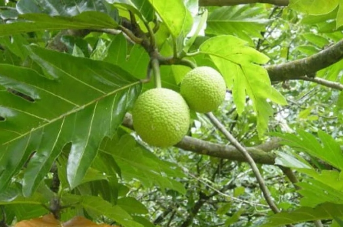 Bukan Sekadar Camilan, Buah Sukun Ternyata Superfood Kaya Nutrisi yang Punya Segudang Manfaat