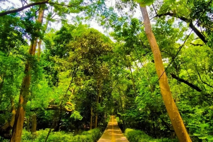 Hutan Kota Srengseng, Tempat Sampah yang Disulap Jadi Surga Hijau Jakarta Barat