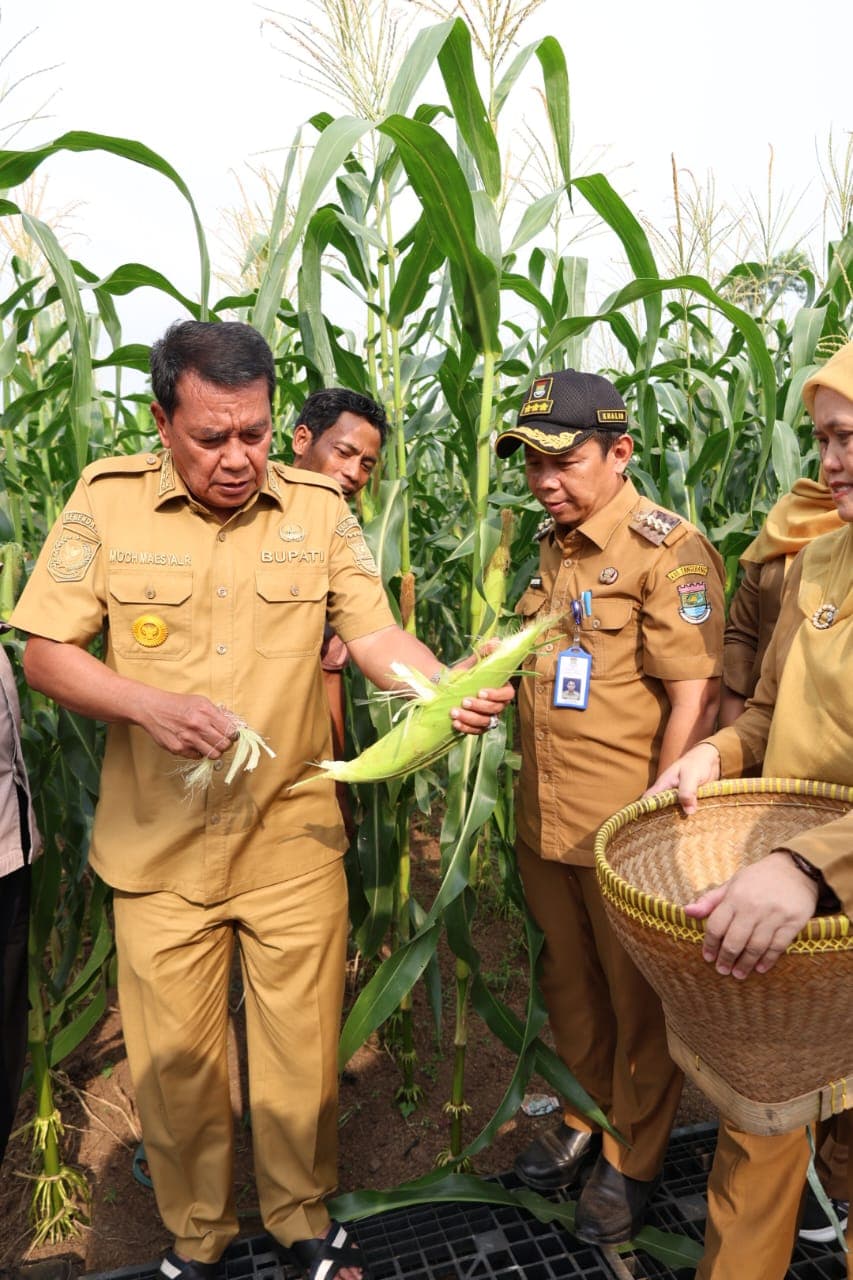 Panen Jagung Pulut di Kecamatan Sukamulya, Bupati Maesyal Dorong Anak Muda Tangerang Tidak Malu Jadi Petani