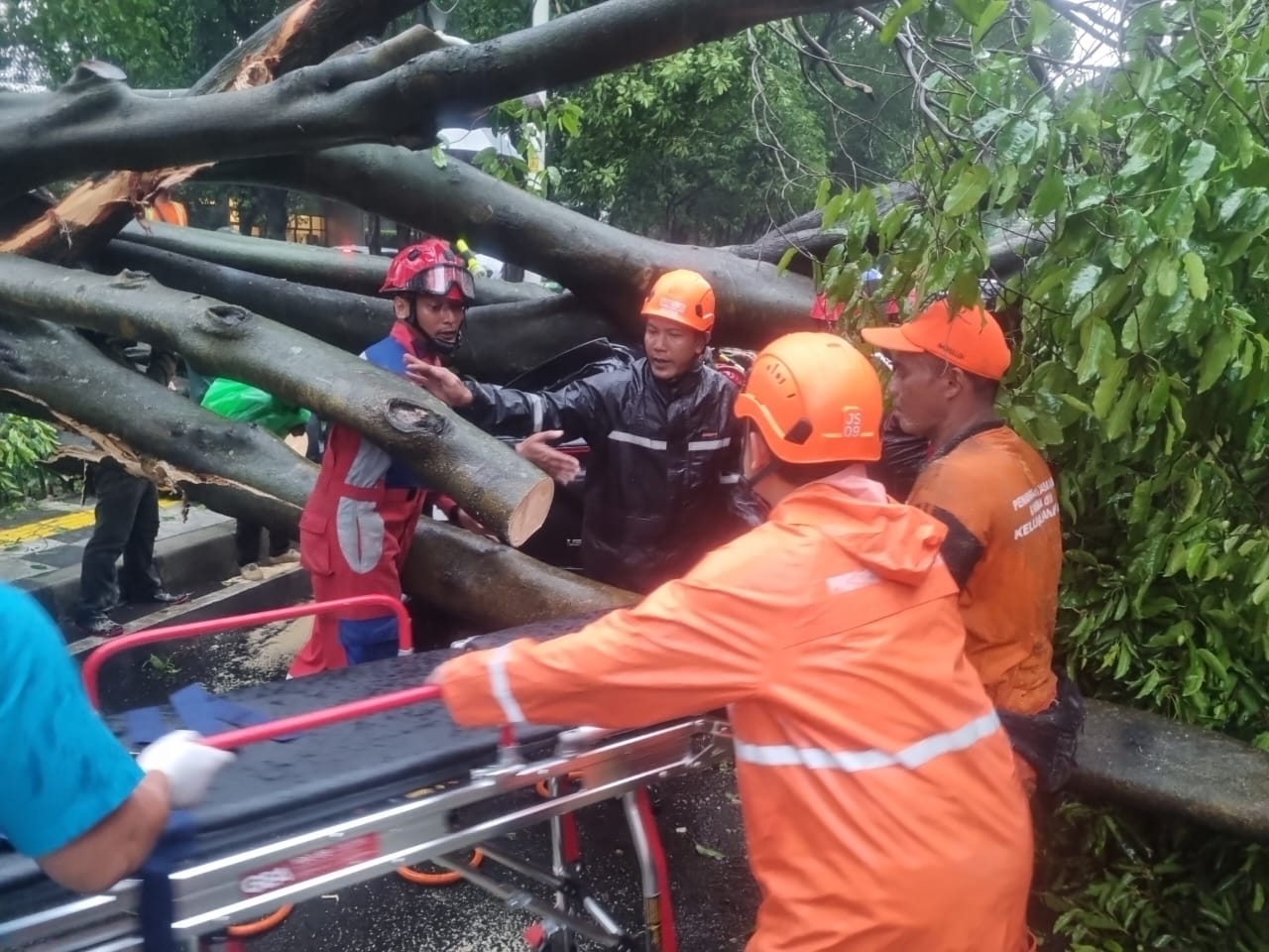 Lagi, Pohon Tumbang Telah Korban, di Jalan Dharmawangsa Tewaskan 1 Orang, Gubernur Pramono Turut Berdukacita dan Siap Tanggung Jawab