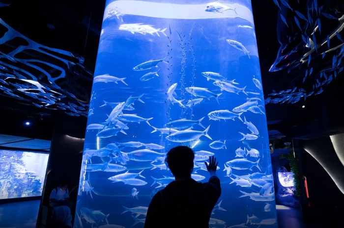 Menjelajah Dunia Laut dan Darat di Jakarta Aquarium Safari, Serunya Belajar Sekaligus Berpetualang