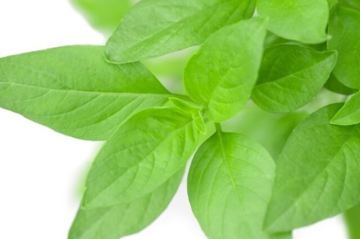 5 Alasan Kamu Harus Rutin Konsumsi Daun Kemangi Mulai Sekarang