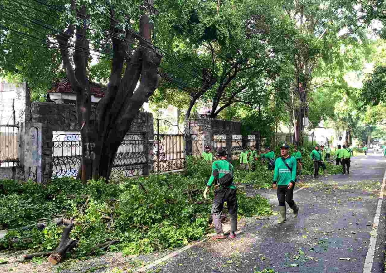 Antisipasi Angin Kencang dan Hujan Ekstrem, Distamhut DKI Fokus Lakukan Penopingan Pohon di 6 Lokasi
