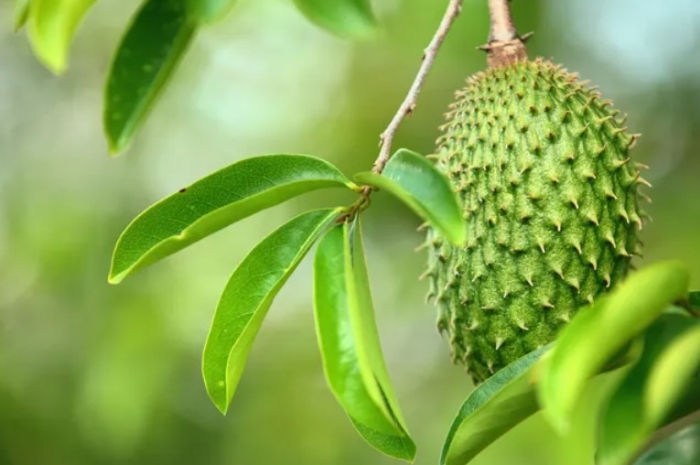 Bukan Sekadar Herbal, Daun Sirsak Ternyata Punya Manfaat Besar untuk Kecantikan