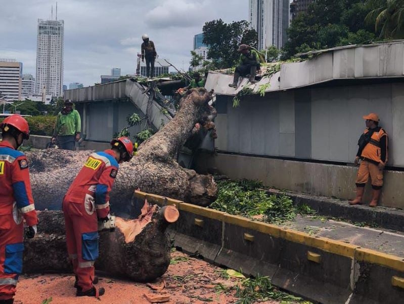 Cegah Pohon Tumbang Akibat Cuaca Ekstrem Akhir-akhir Ini, 62 Ribu Pohon di Jakarta Sudah Dirapikan