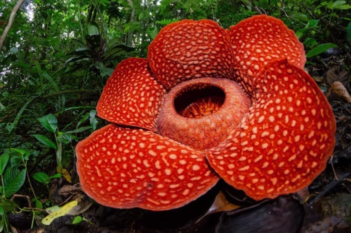 Dari Bogor hingga Bengkulu, Jejak Rafflesia yang Wajib Kamu Kunjungi