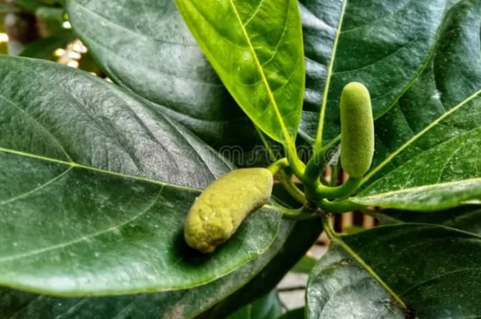 Fakta Daun Nangka, Manfaatnya Ternyata Lebih Banyak dari yang Diduga