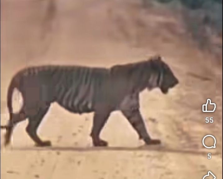 Geger, Harimau Sumatera Muncul di Jalan Perusahaan Kawasan Taman Nasional Zamrud
