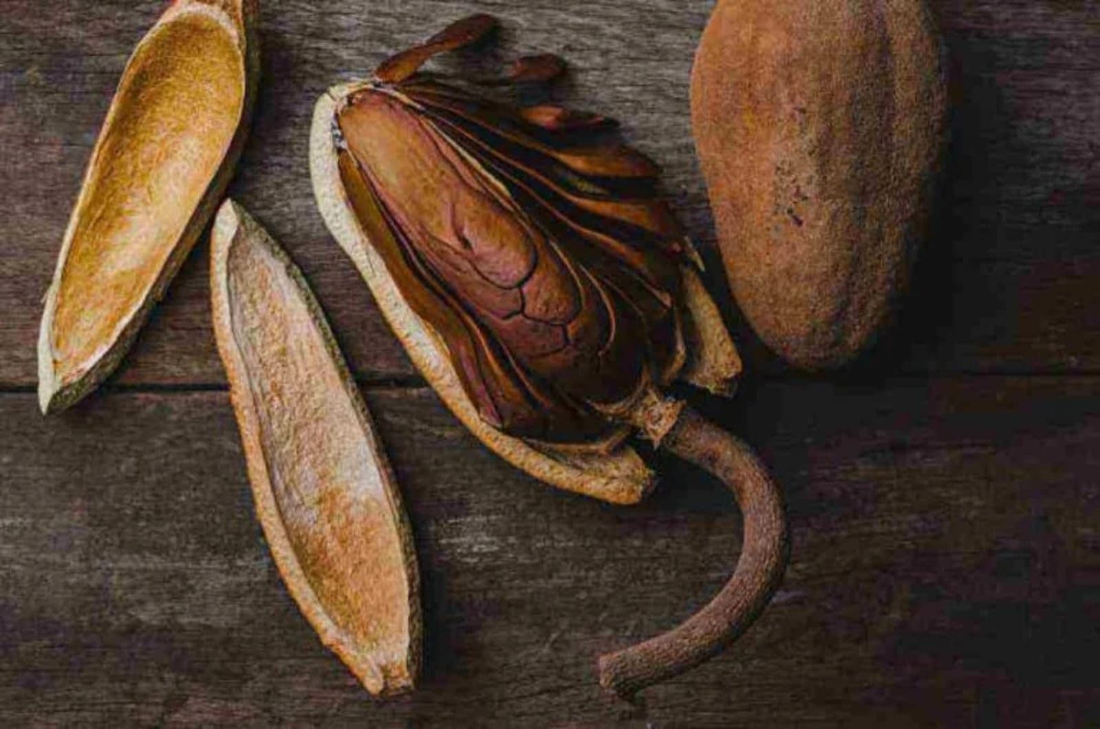 Biji Mahoni, Herbal Pahit dengan Potensi Manis bagi Kesehatan